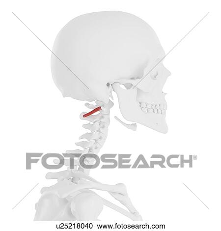 Obliquus inferior capitis muscle, computer illustration. View Large Photo Image Stock Image - Obliquus inferior capitis muscle, computer illustration.. Fotosearch