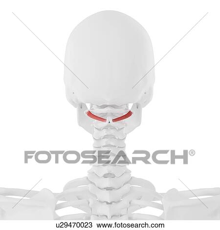 Stock Image - Obliquus inferior capitis muscle, computer illustration.. Fotosearch
