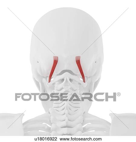 Stock Image - Obliquus superior capitis muscle, computer illustration.. Fotosearch