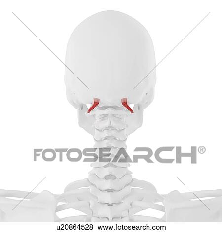 Stock Photo - Obliquus superior capitis muscle, computer illustration.. Fotosearch