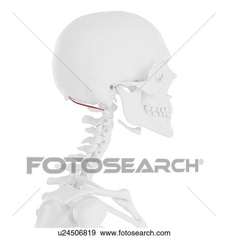 Obliquus superior capitis muscle, computer illustration. View Large Photo Image Stock Photo - Obliquus superior capitis muscle, computer illustration.. Fotosearch