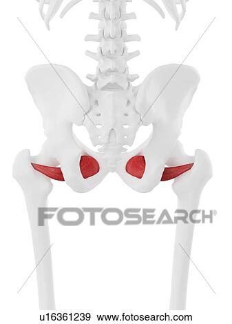 Stock Photo - Obturator externus muscle, computer illustration.. Fotosearch