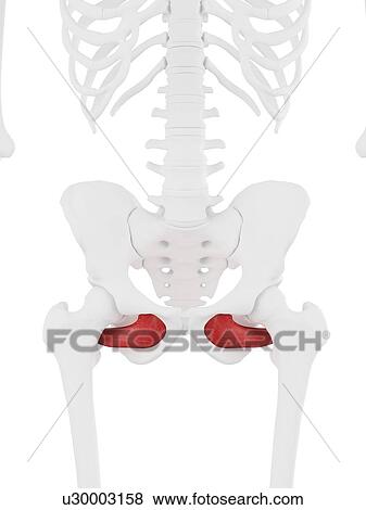 Stock Photo - Obturator externus muscle, computer illustration.. Fotosearch
