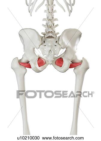Stock Image - Obturator externus muscle, illustration. Fotosearch