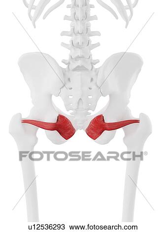 Obturator internus muscle, computer illustration. View Large Photo Image Stock Image - Obturator internus muscle, computer illustration.. Fotosearch