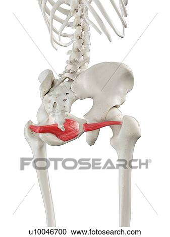 Stock Image - Obturator internus muscle, illustration. Fotosearch