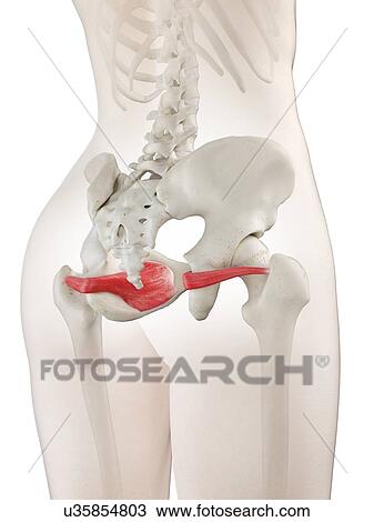 Stock Image - Obturator internus muscle, illustration. Fotosearch