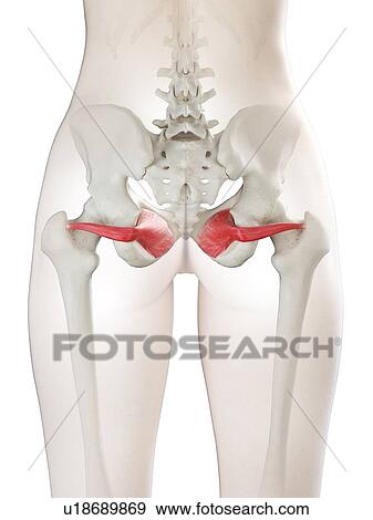 Obturator internus muscle, illustration View Large Photo Image Stock Photo - Obturator internus muscle, illustration. Fotosearch