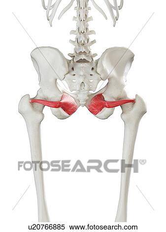 Stock Photography - Obturator internus muscle, illustration. Fotosearch
