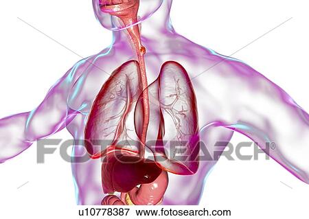 Stock Photo - Oesophageal cancer, computer illustration.. Fotosearch