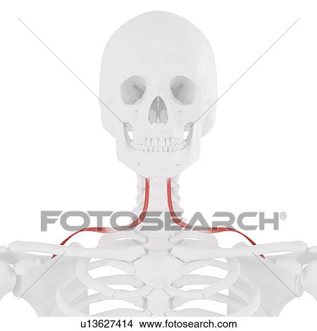 Omohyoid muscle, computer illustration. View Large Photo Image Picture - Omohyoid muscle, computer illustration.. Fotosearch