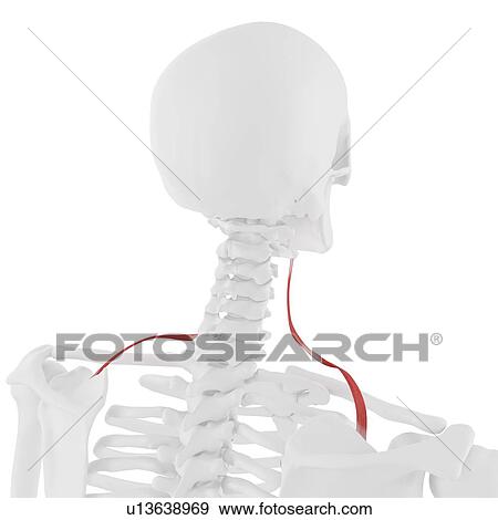 Omohyoid muscle, computer illustration. View Large Photo Image Stock Photo - Omohyoid muscle, computer illustration.. Fotosearch