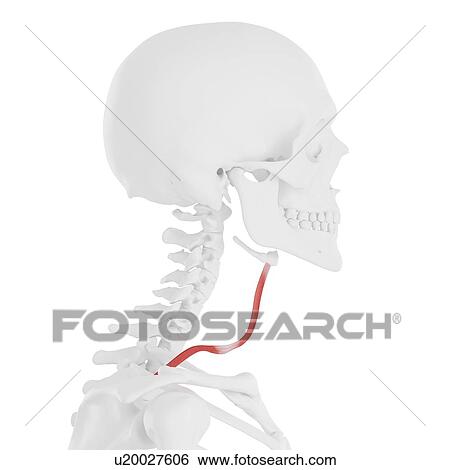 Stock Photograph - Omohyoid muscle, computer illustration.. Fotosearch