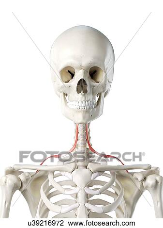 Omohyoid muscle, illustration View Large Photo Image Stock Image - Omohyoid muscle, illustration. Fotosearch