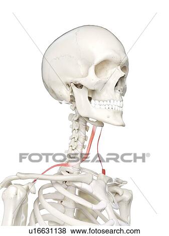 Omohyoid muscle, illustration View Large Photo Image Stock Photo - Omohyoid muscle, illustration. Fotosearch