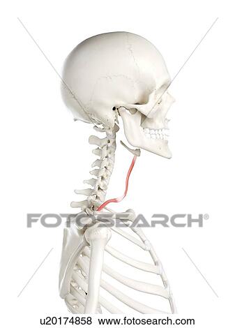 Stock Photo - Omohyoid muscle, illustration. Fotosearch
