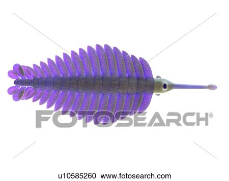 Opabinia marine arthropod, computer illustration. View Large Photo Image Stock Image - Opabinia marine arthropod, computer illustration.. Fotosearch