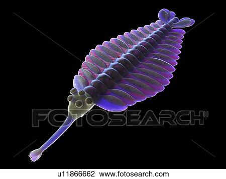 Stock Image - Opabinia marine arthropod, computer illustration.. Fotosearch