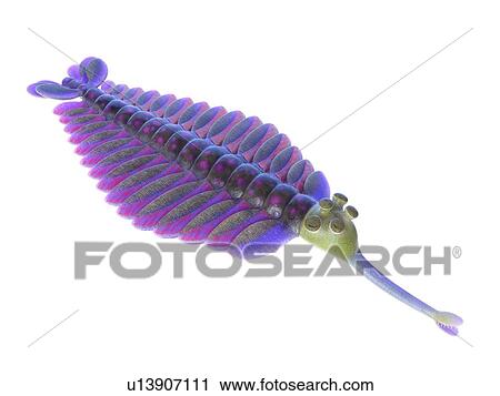 Opabinia marine arthropod, computer illustration. View Large Photo Image Stock Image - Opabinia marine arthropod, computer illustration.. Fotosearch