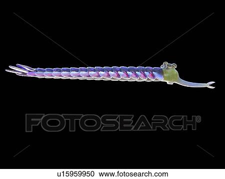 Stock Image - Opabinia marine arthropod, computer illustration.. Fotosearch