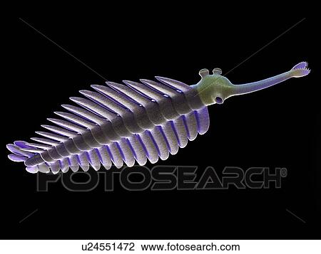 Opabinia marine arthropod, computer illustration. View Large Photo Image Stock Image - Opabinia marine arthropod, computer illustration.. Fotosearch