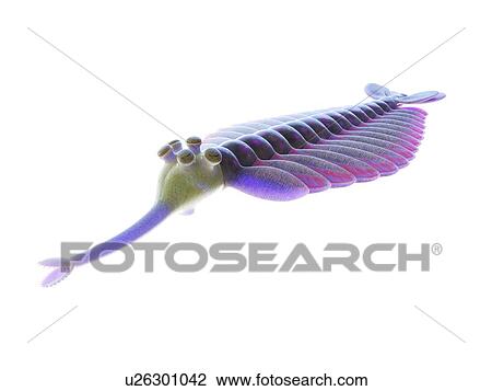 Opabinia marine arthropod, computer illustration. View Large Photo Image Stock Image - Opabinia marine arthropod, computer illustration.. Fotosearch
