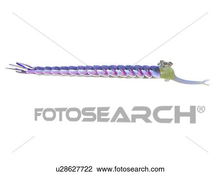 Opabinia marine arthropod, computer illustration. View Large Photo Image Stock Image - Opabinia marine arthropod, computer illustration.. Fotosearch