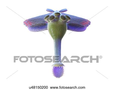 Opabinia marine arthropod, computer illustration. View Large Photo Image Stock Image - Opabinia marine arthropod, computer illustration.. Fotosearch