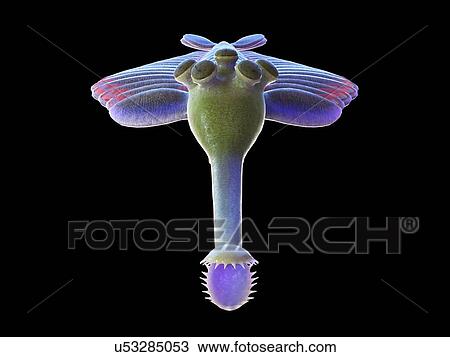 Stock Image - Opabinia marine arthropod, computer illustration.. Fotosearch