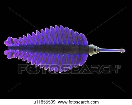 Opabinia marine arthropod, computer illustration. View Large Photo Image Stock Photo - Opabinia marine arthropod, computer illustration.. Fotosearch