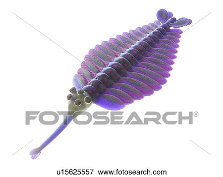 Stock Photo - Opabinia marine arthropod, computer illustration.. Fotosearch