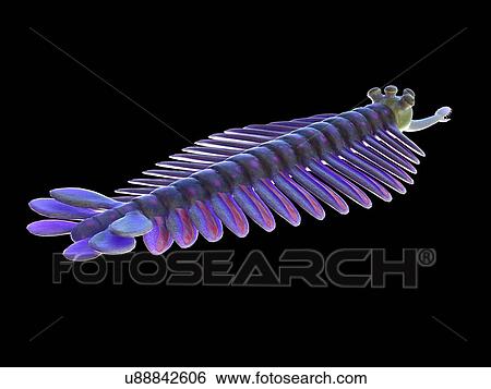 Opabinia marine arthropod, computer illustration. View Large Photo Image Stock Photograph - Opabinia marine arthropod, computer illustration.. Fotosearch