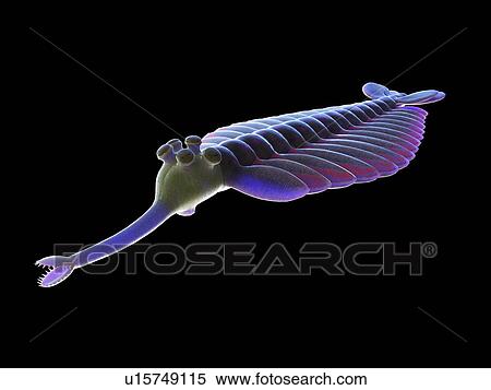 Opabinia marine arthropod, computer illustration. View Large Photo Image Stock Photography - Opabinia marine arthropod, computer illustration.. Fotosearch