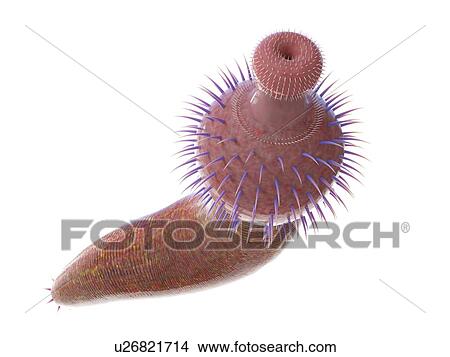 Ottoia marine worm, computer illustration. View Large Photo Image Picture - Ottoia marine worm, computer illustration.. Fotosearch