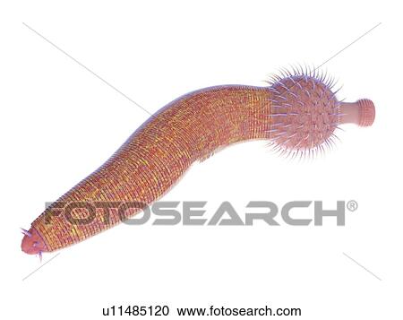 Stock Image - Ottoia marine worm, computer illustration.. Fotosearch