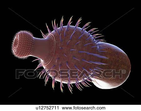 Ottoia marine worm, computer illustration. View Large Photo Image Stock Image - Ottoia marine worm, computer illustration.. Fotosearch