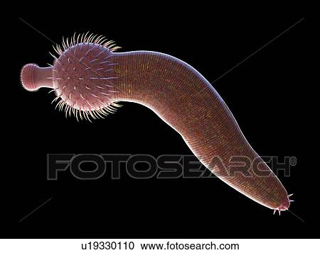 Ottoia marine worm, computer illustration. View Large Photo Image Stock Image - Ottoia marine worm, computer illustration.. Fotosearch