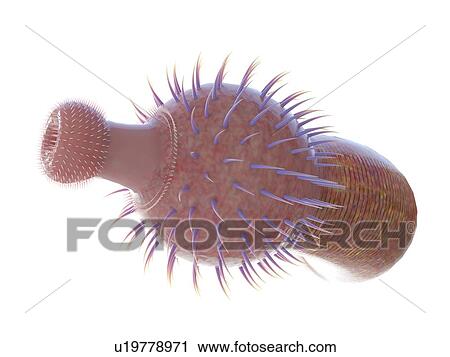 Ottoia marine worm, computer illustration. View Large Photo Image Stock Image - Ottoia marine worm, computer illustration.. Fotosearch