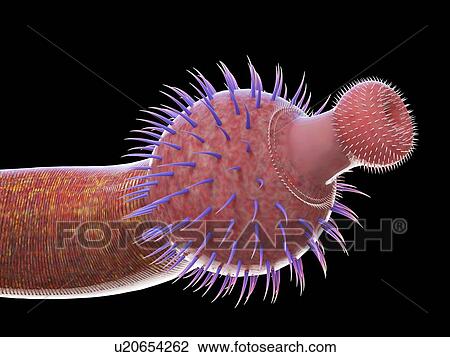 Ottoia marine worm, computer illustration. View Large Photo Image Stock Image - Ottoia marine worm, computer illustration.. Fotosearch