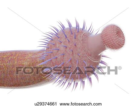 Ottoia marine worm, computer illustration. View Large Photo Image Stock Image - Ottoia marine worm, computer illustration.. Fotosearch