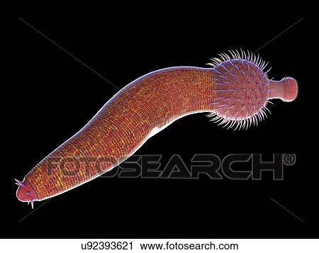 Stock Image - Ottoia marine worm, computer illustration.. Fotosearch