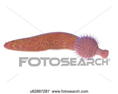 Stock Photo - Ottoia marine worm, computer illustration.. Fotosearch