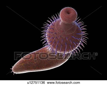 Stock Photograph - Ottoia marine worm, computer illustration.. Fotosearch