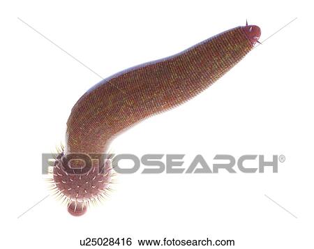 Stock Photograph - Ottoia marine worm, computer illustration.. Fotosearch
