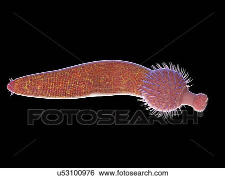 Ottoia marine worm, computer illustration. View Large Photo Image Stock Photograph - Ottoia marine worm, computer illustration.. Fotosearch