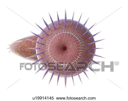 Stock Photography - Ottoia marine worm, computer illustration.. Fotosearch