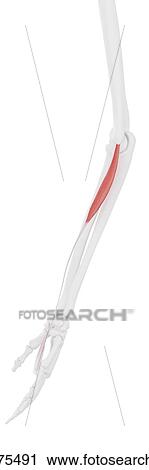 Palmaris longus muscle, computer illustration. View Large Photo Image Stock Image - Palmaris longus muscle, computer illustration.. Fotosearch