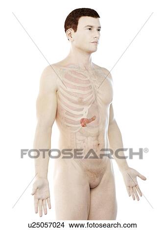 Picture - Pancreas anatomy, computer illustration.. Fotosearch