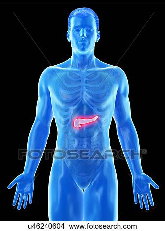 Picture - Pancreas anatomy, computer illustration.. Fotosearch