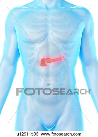 Stock Image - Pancreas anatomy, computer illustration.. Fotosearch